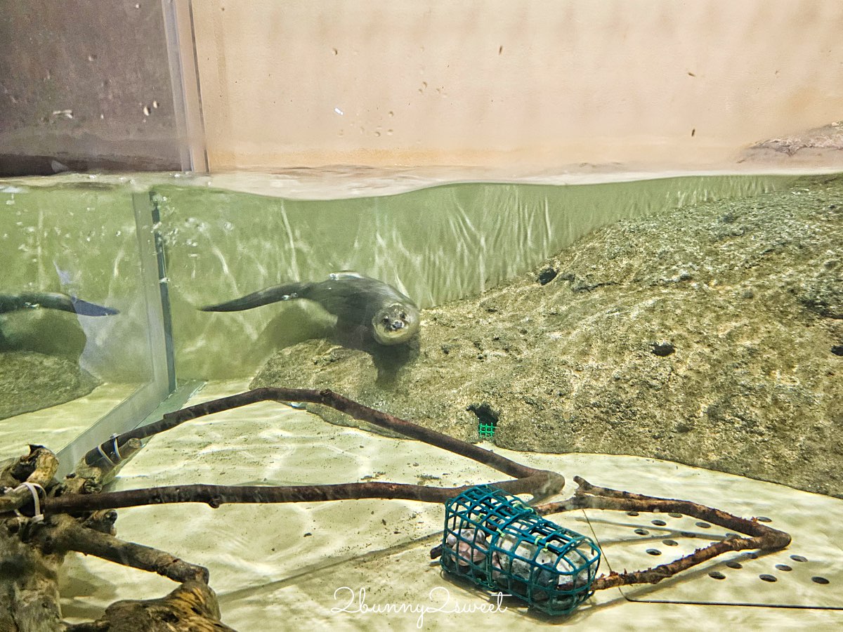 【DMM Kariyushi水族館】沖繩親子景點推薦|懶懶樂園、動物互動、門票交通攻略 @兔兒毛毛姊妹花 【DMM Kariyushi水族館】沖繩親子景點推薦|懶懶樂園、動物互動、門票交通攻略 @兔兒毛毛姊妹花