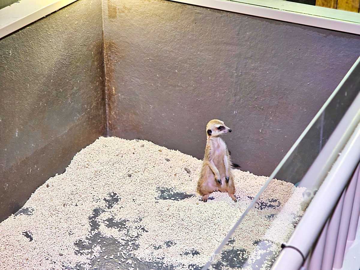 【DMM Kariyushi水族館】沖繩親子景點推薦|懶懶樂園、動物互動、門票交通攻略 @兔兒毛毛姊妹花 【DMM Kariyushi水族館】沖繩親子景點推薦|懶懶樂園、動物互動、門票交通攻略 @兔兒毛毛姊妹花