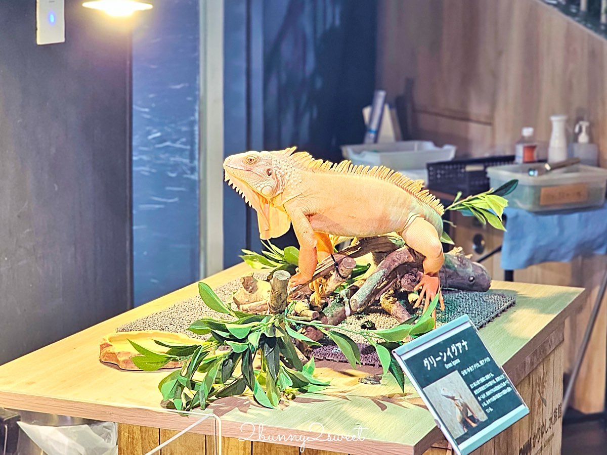 【DMM Kariyushi水族館】沖繩親子景點推薦|懶懶樂園、動物互動、門票交通攻略 @兔兒毛毛姊妹花 【DMM Kariyushi水族館】沖繩親子景點推薦|懶懶樂園、動物互動、門票交通攻略 @兔兒毛毛姊妹花