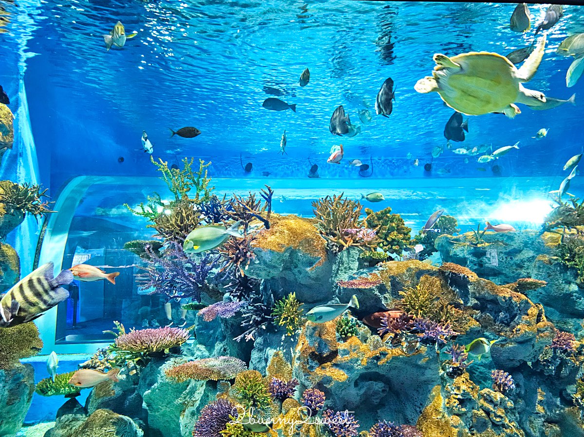 【DMM Kariyushi水族館】沖繩親子景點推薦|懶懶樂園、動物互動、門票交通攻略 @兔兒毛毛姊妹花 【DMM Kariyushi水族館】沖繩親子景點推薦|懶懶樂園、動物互動、門票交通攻略 @兔兒毛毛姊妹花