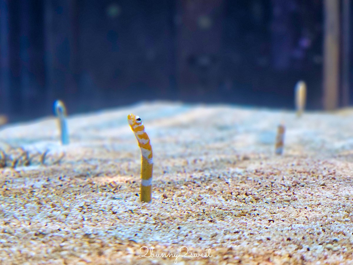 【DMM Kariyushi水族館】沖繩親子景點推薦|懶懶樂園、動物互動、門票交通攻略 @兔兒毛毛姊妹花 【DMM Kariyushi水族館】沖繩親子景點推薦|懶懶樂園、動物互動、門票交通攻略 @兔兒毛毛姊妹花
