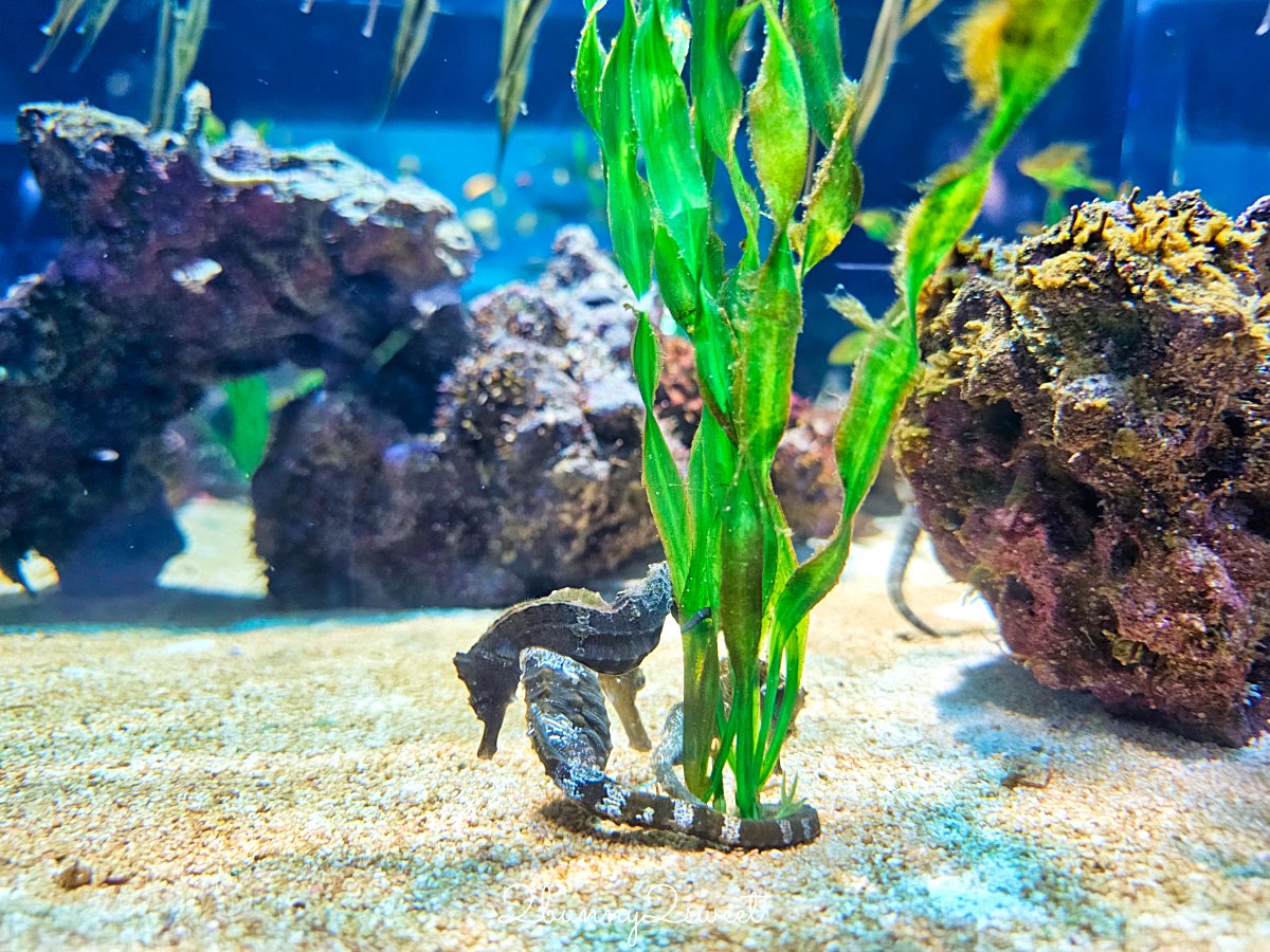 【DMM Kariyushi水族館】沖繩親子景點推薦|懶懶樂園、動物互動、門票交通攻略 @兔兒毛毛姊妹花 【DMM Kariyushi水族館】沖繩親子景點推薦|懶懶樂園、動物互動、門票交通攻略 @兔兒毛毛姊妹花