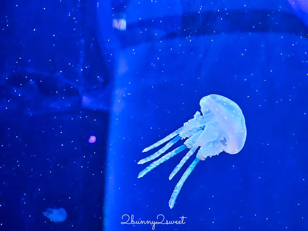【DMM Kariyushi水族館】沖繩親子景點推薦|懶懶樂園、動物互動、門票交通攻略 @兔兒毛毛姊妹花 【DMM Kariyushi水族館】沖繩親子景點推薦|懶懶樂園、動物互動、門票交通攻略 @兔兒毛毛姊妹花