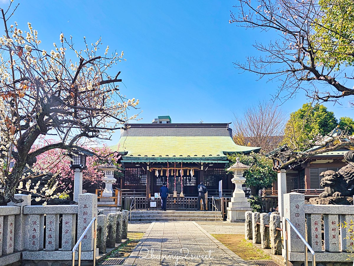 【新宿下落合冰川神社】東京河津櫻景點推薦,不輸櫻神宮的隱藏版秘境櫻花神社 @兔兒毛毛姊妹花 【新宿下落合冰川神社】東京河津櫻景點推薦,不輸櫻神宮的隱藏版秘境櫻花神社 @兔兒毛毛姊妹花