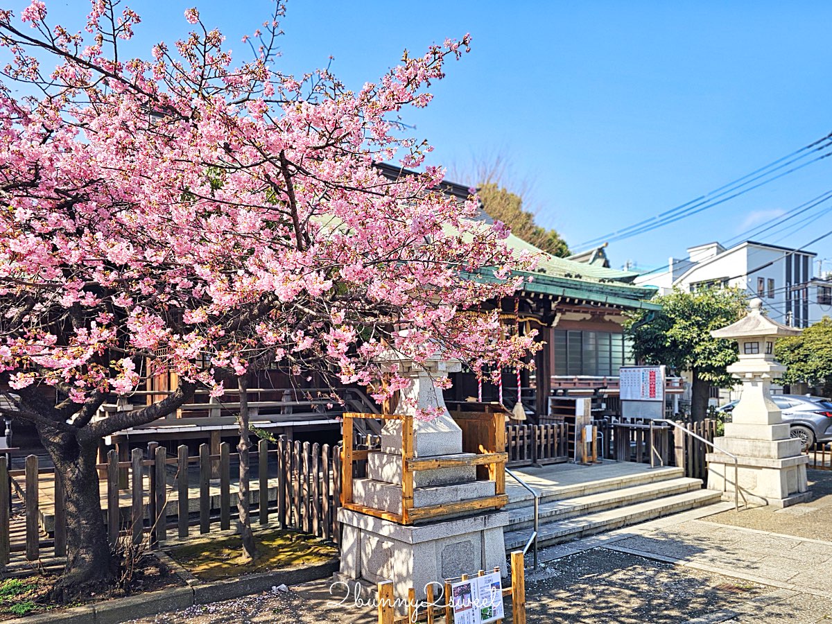 【新宿下落合冰川神社】東京河津櫻景點推薦,不輸櫻神宮的隱藏版秘境櫻花神社 @兔兒毛毛姊妹花 【新宿下落合冰川神社】東京河津櫻景點推薦,不輸櫻神宮的隱藏版秘境櫻花神社 @兔兒毛毛姊妹花
