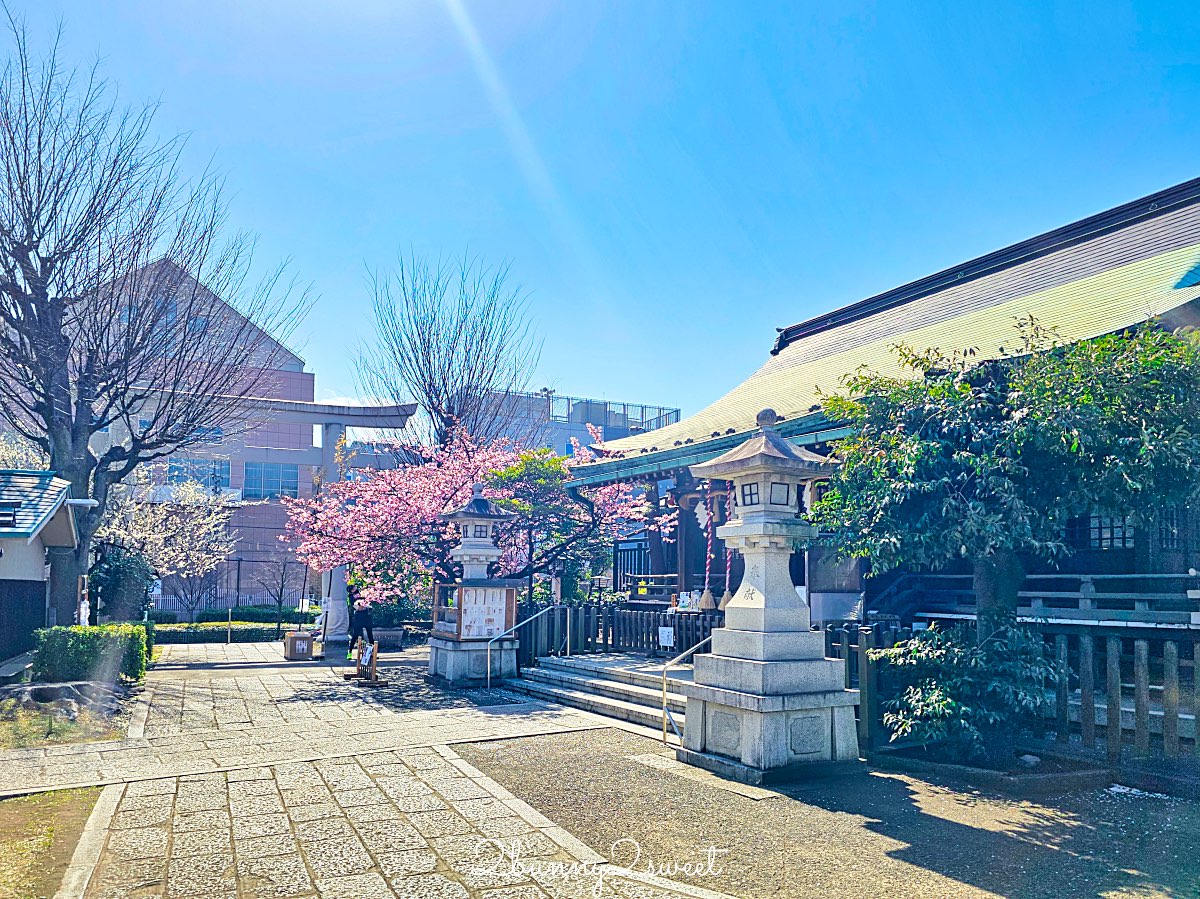 【新宿下落合冰川神社】東京河津櫻景點推薦,不輸櫻神宮的隱藏版秘境櫻花神社 @兔兒毛毛姊妹花 【新宿下落合冰川神社】東京河津櫻景點推薦,不輸櫻神宮的隱藏版秘境櫻花神社 @兔兒毛毛姊妹花