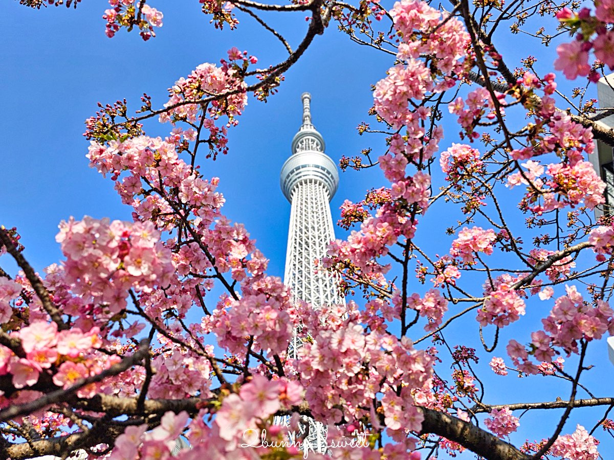 【晴空塔東武橋河津櫻】東京最夢幻早櫻拍攝點，二月櫻花＋Skytree同框經典畫面 @兔兒毛毛姊妹花