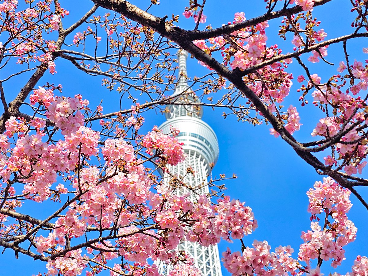 【晴空塔東武橋河津櫻】東京最夢幻早櫻拍攝點，二月櫻花＋Skytree同框經典畫面 @兔兒毛毛姊妹花