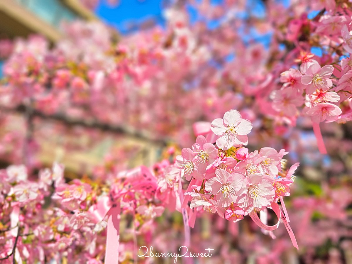 【櫻神宮】東京最夢幻櫻花神社!河津櫻、粉紅祈願緞帶、必收蕾絲御守的東京早櫻景點 @兔兒毛毛姊妹花 【櫻神宮】東京最夢幻櫻花神社!河津櫻、粉紅祈願緞帶、必收蕾絲御守的東京早櫻景點 @兔兒毛毛姊妹花