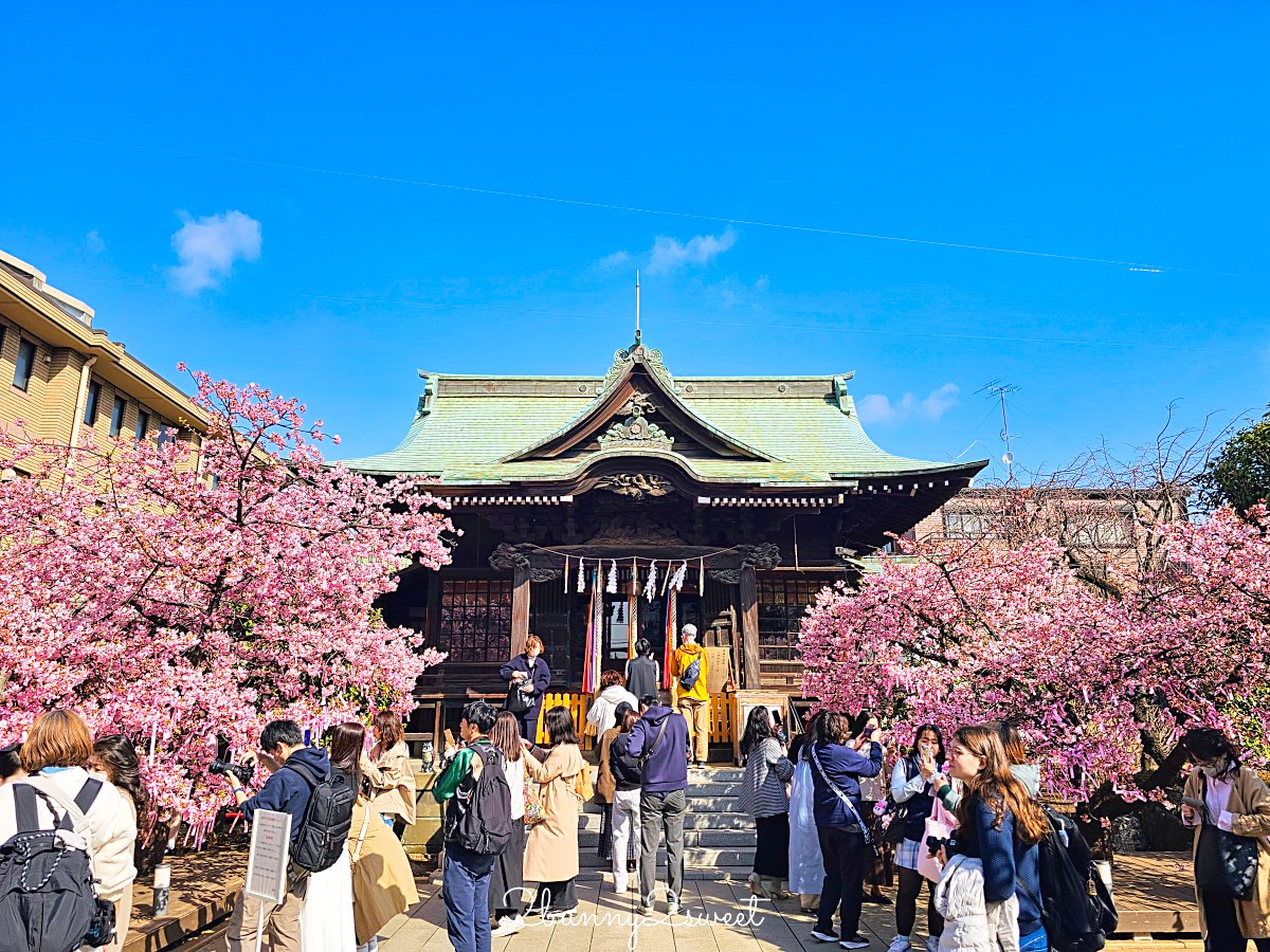 【櫻神宮】東京最夢幻櫻花神社!河津櫻、粉紅祈願緞帶、必收蕾絲御守的東京早櫻景點 @兔兒毛毛姊妹花 【櫻神宮】東京最夢幻櫻花神社!河津櫻、粉紅祈願緞帶、必收蕾絲御守的東京早櫻景點 @兔兒毛毛姊妹花