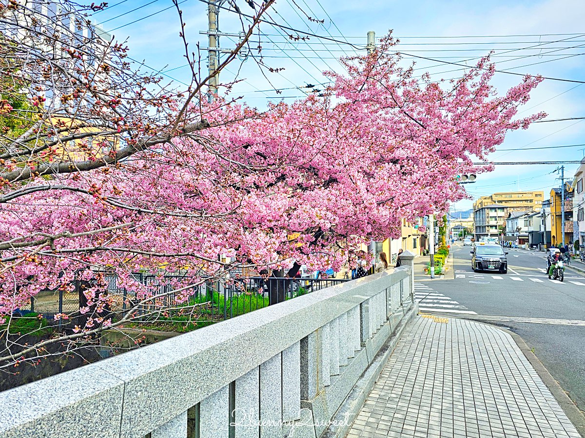 【京都晴明神社一条戻橋】陰陽師神社、河津櫻早櫻景點、五芒星御守與櫻花御守一次看 @兔兒毛毛姊妹花