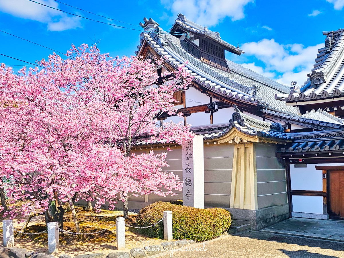 【京都長德寺阿龜櫻】京都賞櫻:三月初就能看到整棵粉紅櫻花滿開的早櫻景點 @兔兒毛毛姊妹花 【京都長德寺阿龜櫻】京都賞櫻:三月初就能看到整棵粉紅櫻花滿開的早櫻景點 @兔兒毛毛姊妹花