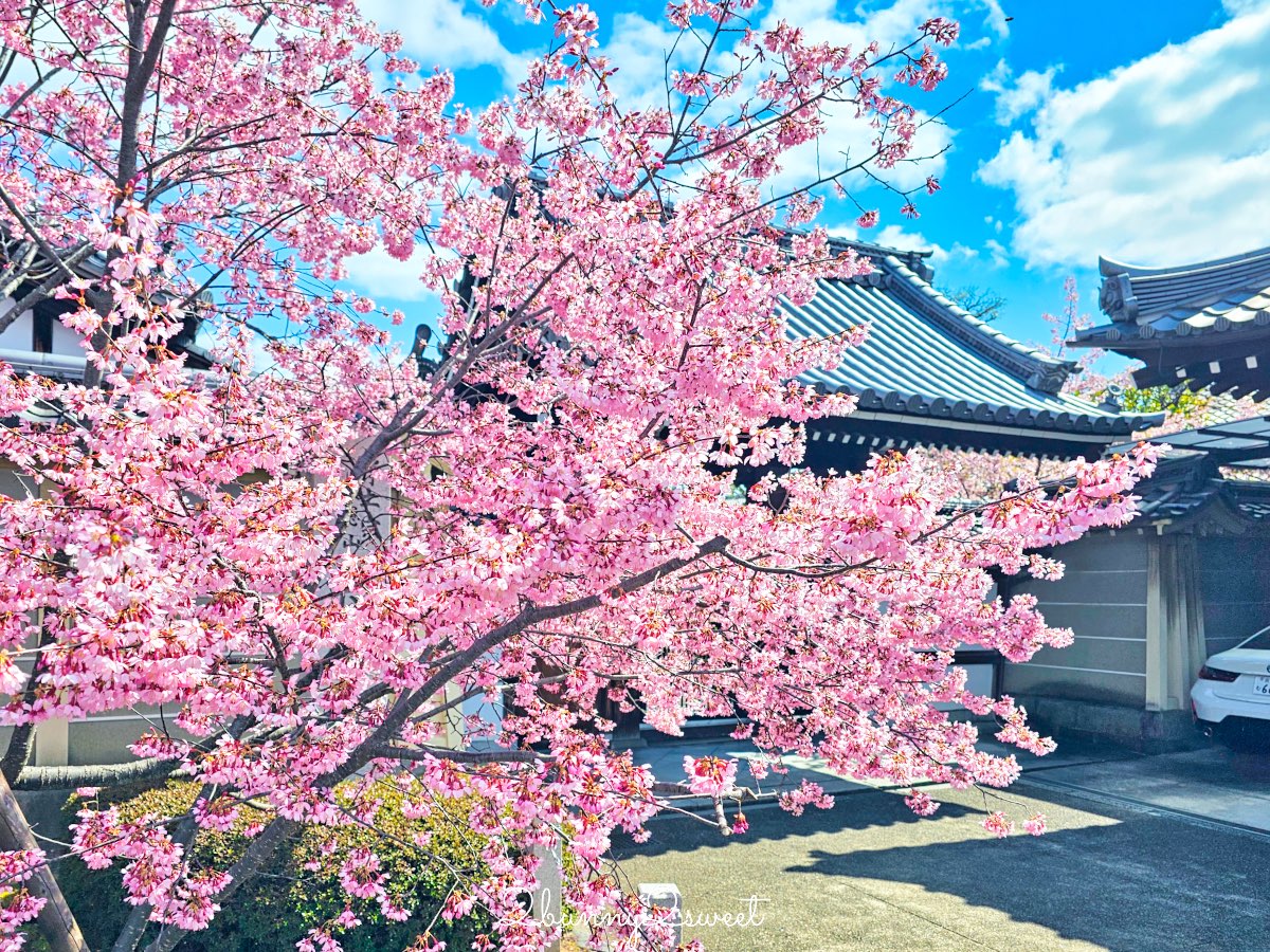 【京都早櫻景點懶人包】不用等櫻花季!6個京都2月~3月初就能看到早開櫻花的賞櫻景點推薦 @兔兒毛毛姊妹花 【京都早櫻景點懶人包】不用等櫻花季!6個京都2月~3月初就能看到早開櫻花的賞櫻景點推薦 @兔兒毛毛姊妹花