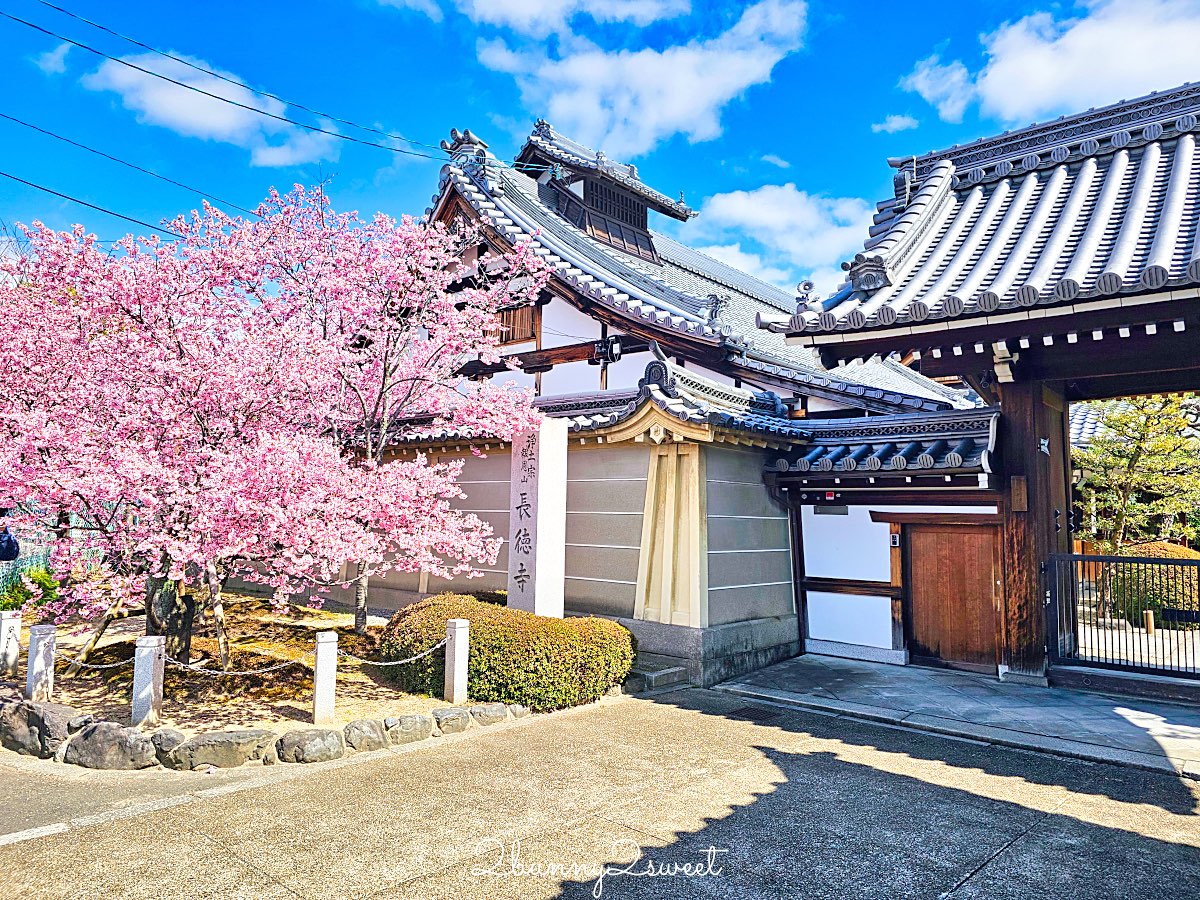 【京都長德寺阿龜櫻】京都賞櫻:三月初就能看到整棵粉紅櫻花滿開的早櫻景點 @兔兒毛毛姊妹花 【京都長德寺阿龜櫻】京都賞櫻:三月初就能看到整棵粉紅櫻花滿開的早櫻景點 @兔兒毛毛姊妹花