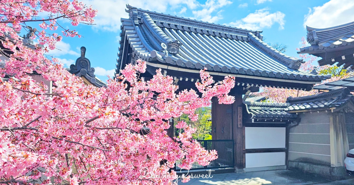 【京都長德寺阿龜櫻】京都賞櫻：三月初就能看到整棵粉紅櫻花滿開的早櫻景點 @兔兒毛毛姊妹花