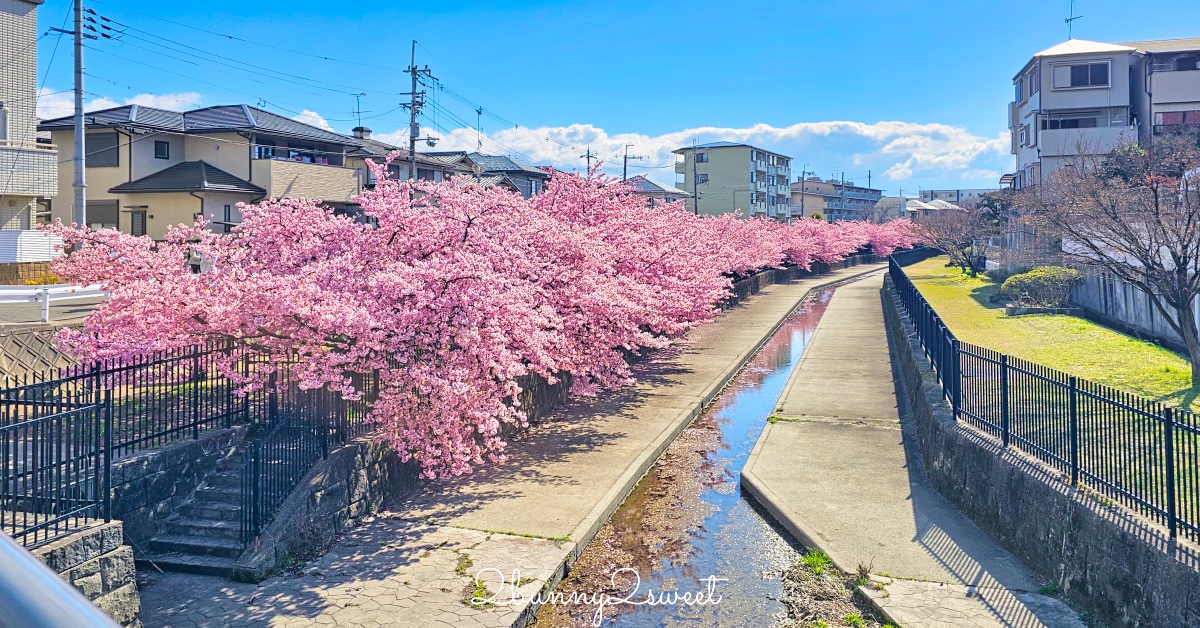 【京都淀水路河津櫻】淀之河津櫻賞櫻散步道，京都二月及三月初最早盛開的櫻花秘境 @兔兒毛毛姊妹花