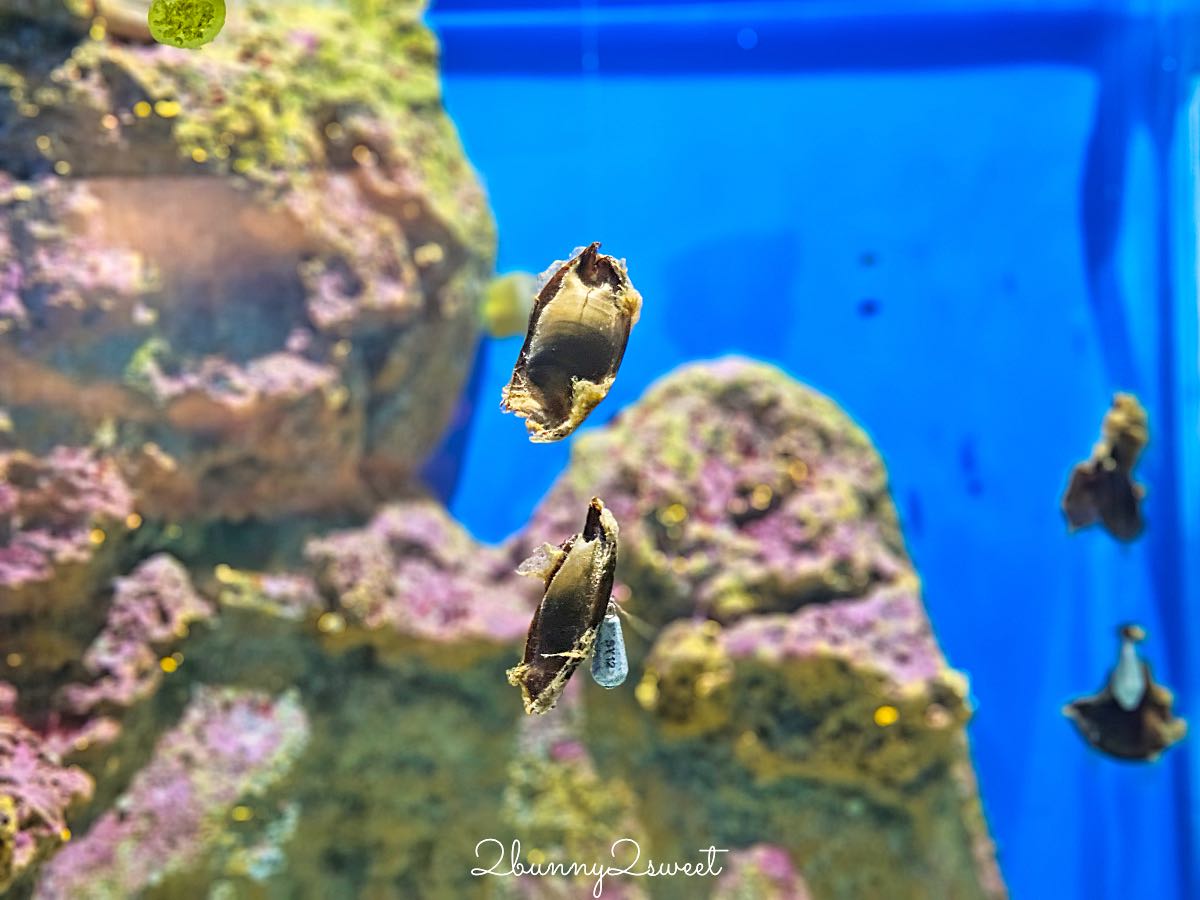 【遠雄海洋公園美人魚夜未眠】花蓮夜宿海洋公園攻略|夜間導覽、人魚彩妝、夢幻人魚睡眠區兩天一夜體驗 @兔兒毛毛姊妹花 【遠雄海洋公園美人魚夜未眠】花蓮夜宿海洋公園攻略|夜間導覽、人魚彩妝、夢幻人魚睡眠區兩天一夜體驗 @兔兒毛毛姊妹花
