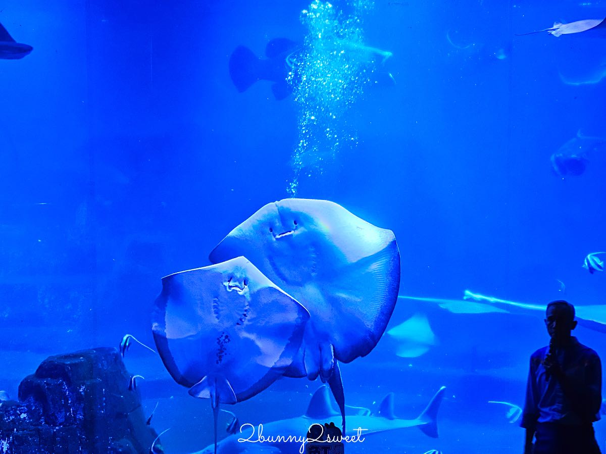 【遠雄海洋公園美人魚夜未眠】花蓮夜宿海洋公園攻略|夜間導覽、人魚彩妝、夢幻人魚睡眠區兩天一夜體驗 @兔兒毛毛姊妹花 【遠雄海洋公園美人魚夜未眠】花蓮夜宿海洋公園攻略|夜間導覽、人魚彩妝、夢幻人魚睡眠區兩天一夜體驗 @兔兒毛毛姊妹花