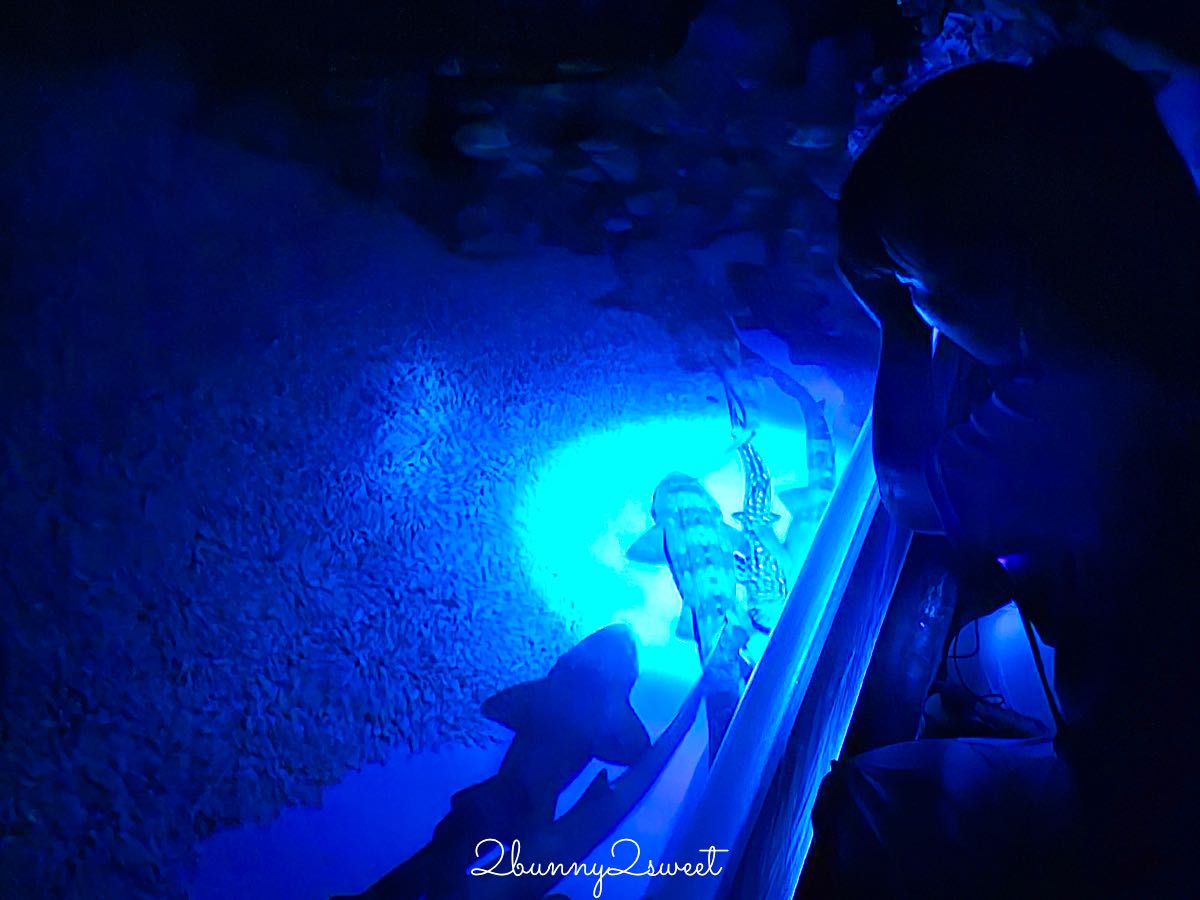 【遠雄海洋公園美人魚夜未眠】花蓮夜宿海洋公園攻略|夜間導覽、人魚彩妝、夢幻人魚睡眠區兩天一夜體驗 @兔兒毛毛姊妹花 【遠雄海洋公園美人魚夜未眠】花蓮夜宿海洋公園攻略|夜間導覽、人魚彩妝、夢幻人魚睡眠區兩天一夜體驗 @兔兒毛毛姊妹花