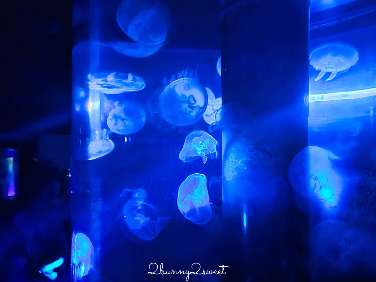【遠雄海洋公園美人魚夜未眠】花蓮夜宿海洋公園攻略|夜間導覽、人魚彩妝、夢幻人魚睡眠區兩天一夜體驗 @兔兒毛毛姊妹花 【遠雄海洋公園美人魚夜未眠】花蓮夜宿海洋公園攻略|夜間導覽、人魚彩妝、夢幻人魚睡眠區兩天一夜體驗 @兔兒毛毛姊妹花