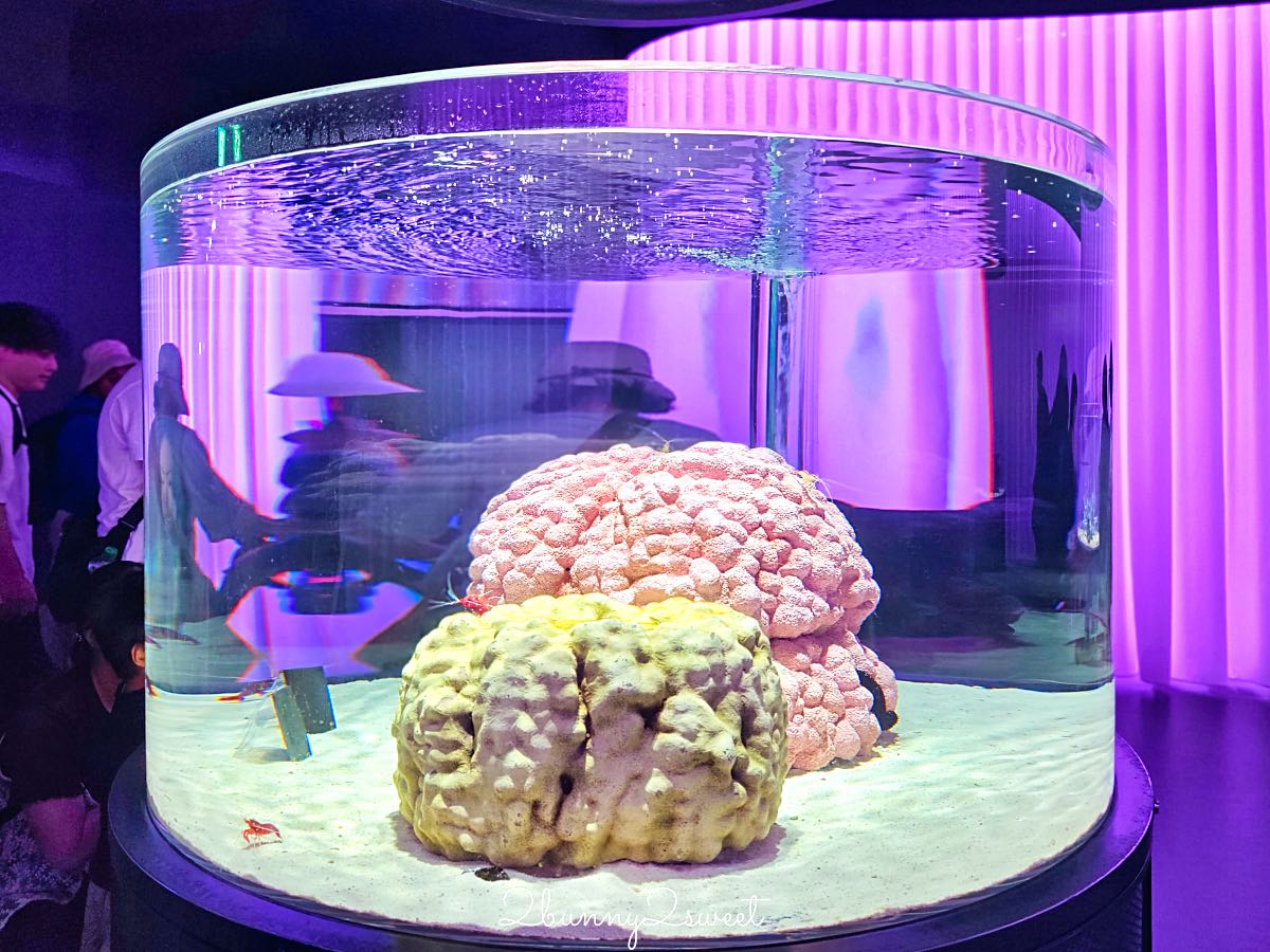 【水生美世界 NIFREL】大阪室內景點 EXPOCITY 必玩！活生生的博物館，結合水族館、動物園、美術館完整攻略 @兔兒毛毛姊妹花