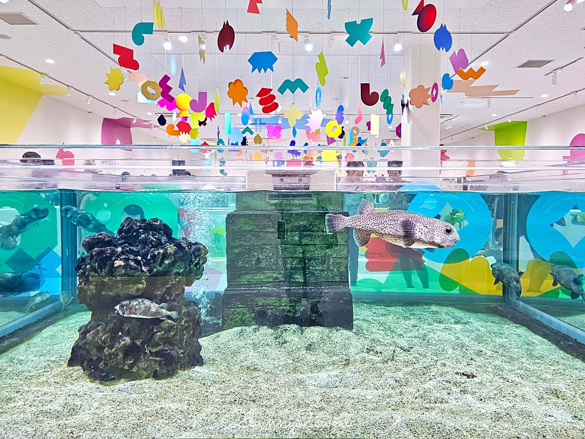 【水生美世界 NIFREL】大阪室內景點 EXPOCITY 必玩！活生生的博物館，結合水族館、動物園、美術館完整攻略 @兔兒毛毛姊妹花