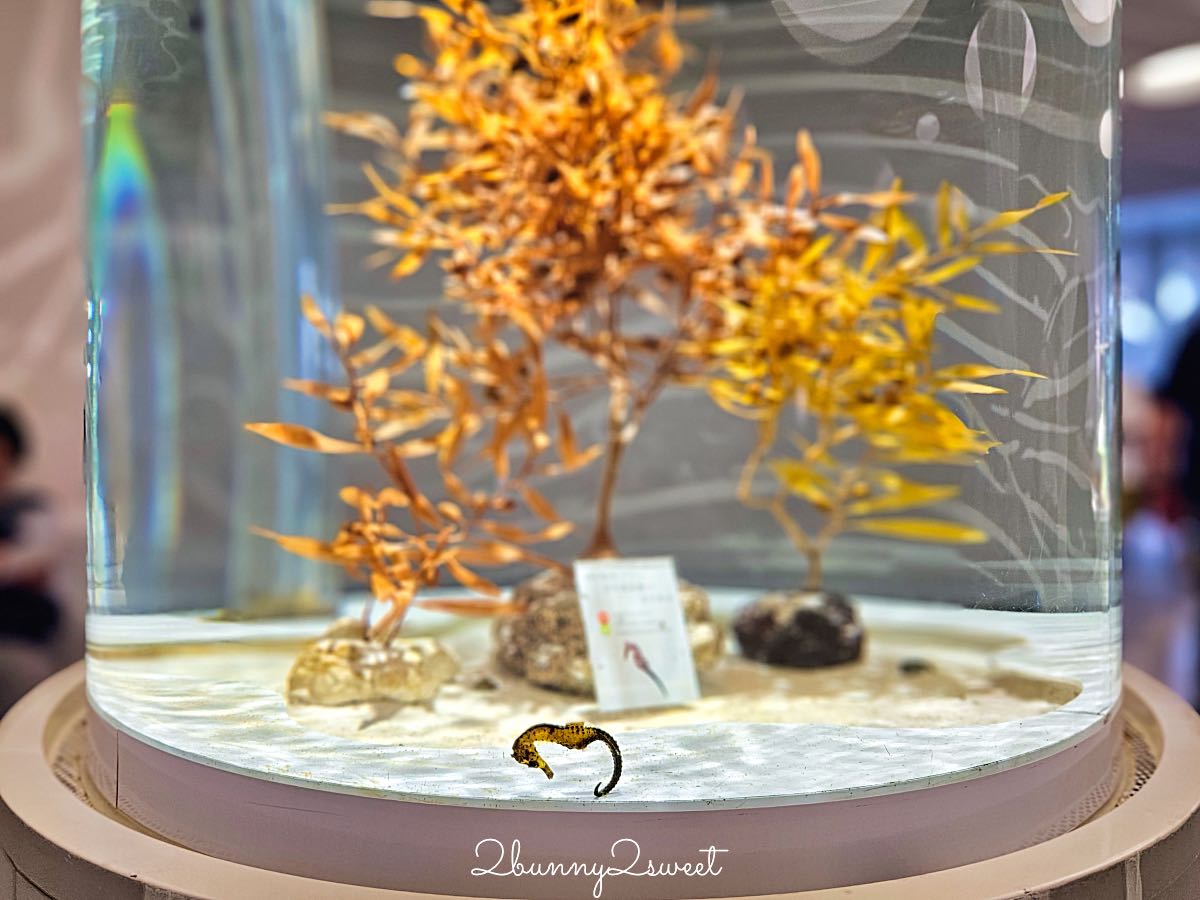 【水生美世界 NIFREL】大阪室內景點 EXPOCITY 必玩！活生生的博物館，結合水族館、動物園、美術館完整攻略 @兔兒毛毛姊妹花