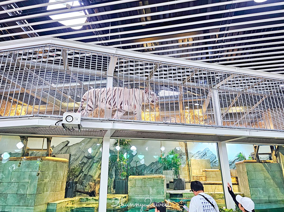 【水生美世界 NIFREL】大阪室內景點 EXPOCITY 必玩！活生生的博物館，結合水族館、動物園、美術館完整攻略 @兔兒毛毛姊妹花