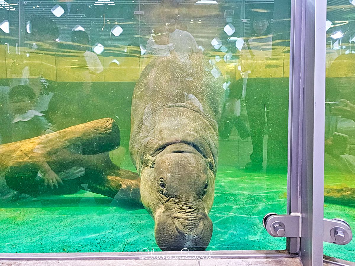 【水生美世界 NIFREL】大阪室內景點 EXPOCITY 必玩！活生生的博物館，結合水族館、動物園、美術館完整攻略 @兔兒毛毛姊妹花