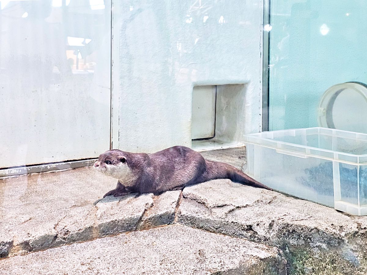 【水生美世界 NIFREL】大阪室內景點 EXPOCITY 必玩！活生生的博物館，結合水族館、動物園、美術館完整攻略 @兔兒毛毛姊妹花