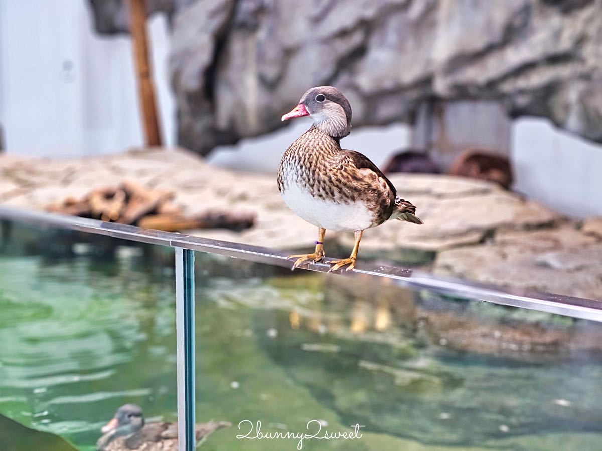 【水生美世界 NIFREL】大阪室內景點 EXPOCITY 必玩！活生生的博物館，結合水族館、動物園、美術館完整攻略 @兔兒毛毛姊妹花