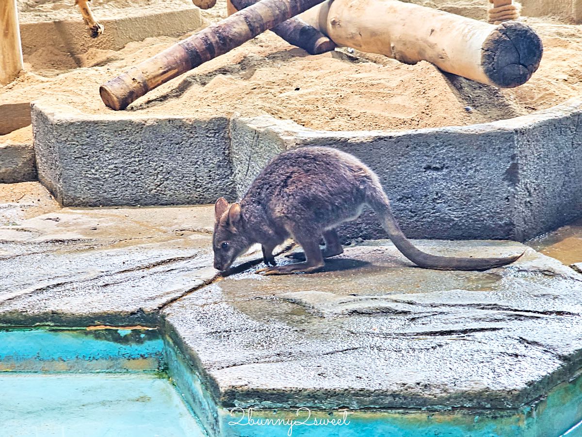 【水生美世界 NIFREL】大阪室內景點 EXPOCITY 必玩！活生生的博物館，結合水族館、動物園、美術館完整攻略 @兔兒毛毛姊妹花