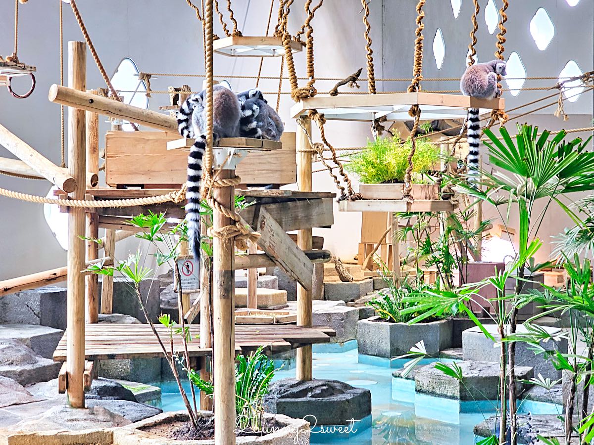 【水生美世界 NIFREL】大阪室內景點 EXPOCITY 必玩！活生生的博物館，結合水族館、動物園、美術館完整攻略 @兔兒毛毛姊妹花