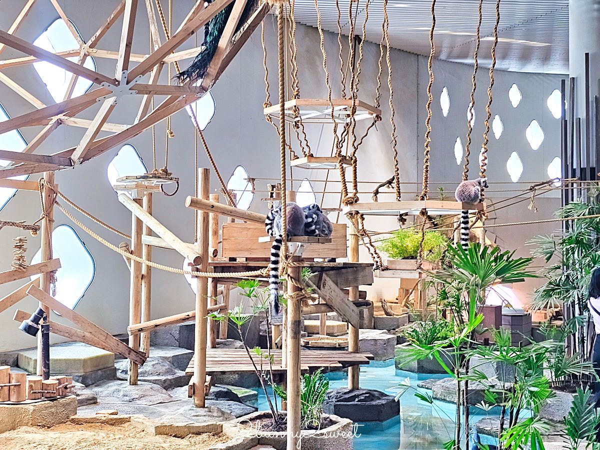 【水生美世界 NIFREL】大阪室內景點 EXPOCITY 必玩！活生生的博物館，結合水族館、動物園、美術館完整攻略 @兔兒毛毛姊妹花