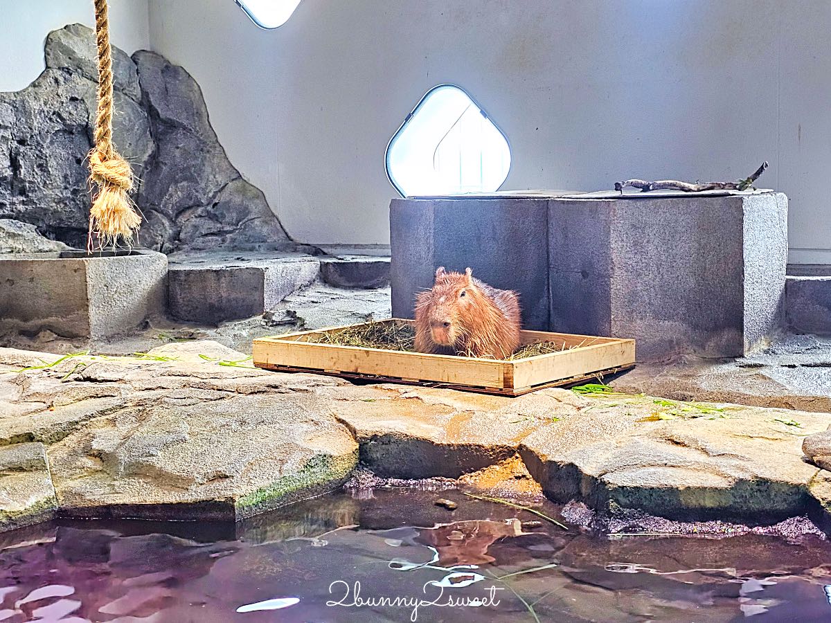 【水生美世界 NIFREL】大阪室內景點 EXPOCITY 必玩！活生生的博物館，結合水族館、動物園、美術館完整攻略 @兔兒毛毛姊妹花