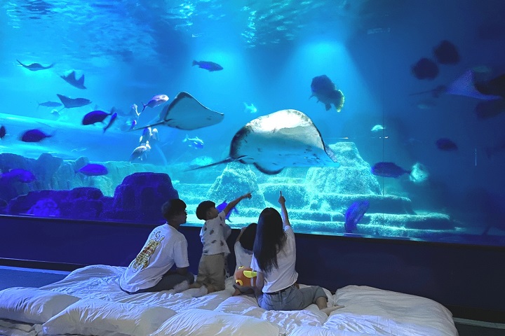 【遠雄海洋公園海洋夜未眠】水族版、人魚版、藍鯨艙露營車四方案價格優惠一次看 @兔兒毛毛姊妹花 【遠雄海洋公園海洋夜未眠】水族版、人魚版、藍鯨艙露營車四方案價格優惠一次看 @兔兒毛毛姊妹花