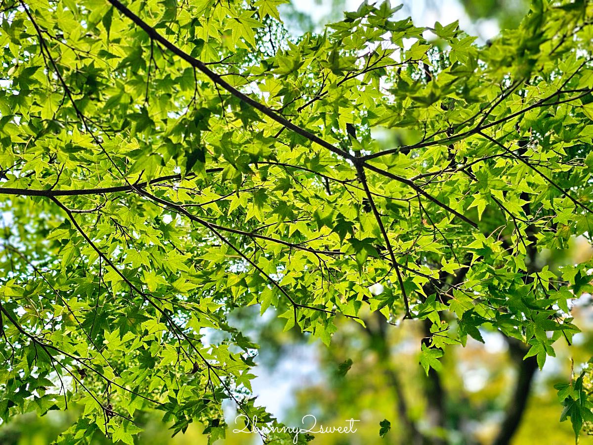 【東福寺】京都賞楓名所！通天橋紅葉、本坊庭園、門票交通完整攻略 @兔兒毛毛姊妹花