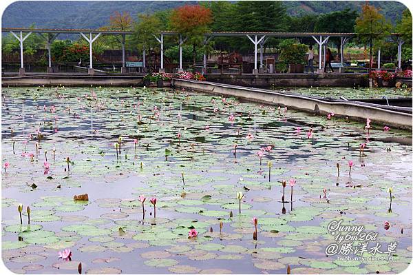 [兔兒遊宜蘭。1Y6M+] 雨天小旅行~勝洋水草 @兔兒毛毛姊妹花