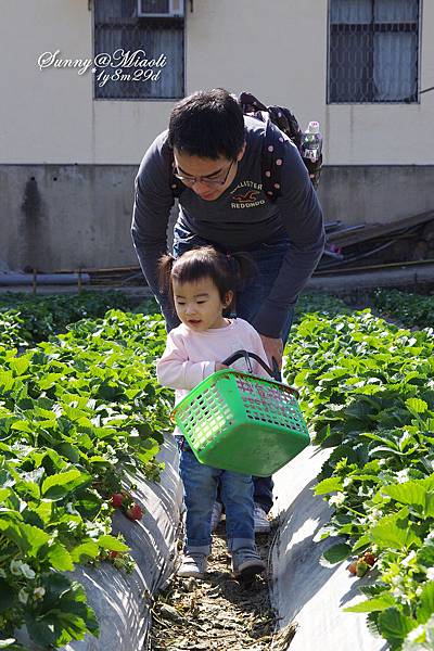 [親子遊。苗栗] 汶水老街。泰安溫泉。大湖採草莓 @兔兒毛毛姊妹花
