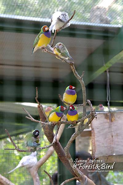 [親子餐廳。新竹] 好開心的同學會@森林鳥花園 @兔兒毛毛姊妹花