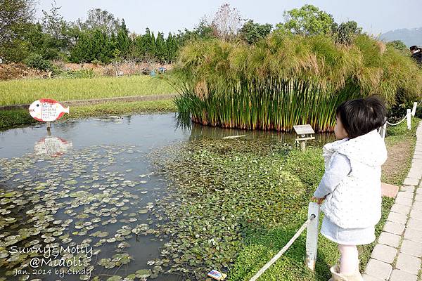 [親子遊。苗栗] 草莓。溫泉。牧場行 (上)-棗莊用餐餵兔子&大湖採草莓 @兔兒毛毛姊妹花