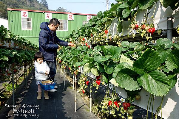 [親子遊。苗栗] 草莓。溫泉。牧場行 (上)-棗莊用餐餵兔子&大湖採草莓 @兔兒毛毛姊妹花