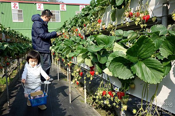 [親子遊。苗栗] 草莓。溫泉。牧場行 (上)-棗莊用餐餵兔子&大湖採草莓 @兔兒毛毛姊妹花