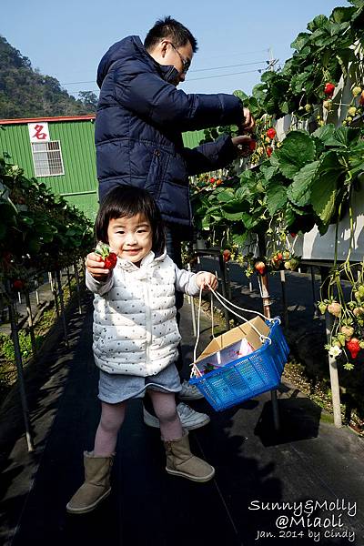 [親子遊。苗栗] 草莓。溫泉。牧場行 (上)-棗莊用餐餵兔子&大湖採草莓 @兔兒毛毛姊妹花