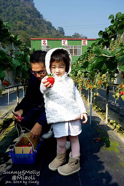 [親子遊。苗栗] 草莓。溫泉。牧場行 (上)-棗莊用餐餵兔子&大湖採草莓 @兔兒毛毛姊妹花