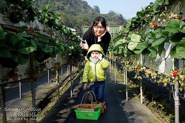 [親子遊。苗栗] 草莓。溫泉。牧場行 (上)-棗莊用餐餵兔子&大湖採草莓 @兔兒毛毛姊妹花