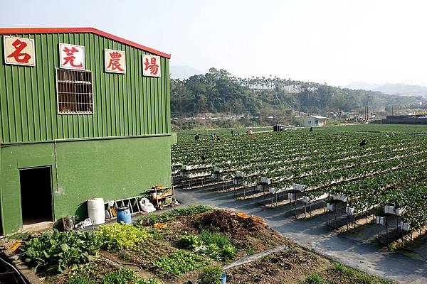 [親子遊。苗栗] 草莓。溫泉。牧場行 (上)-棗莊用餐餵兔子&大湖採草莓 @兔兒毛毛姊妹花