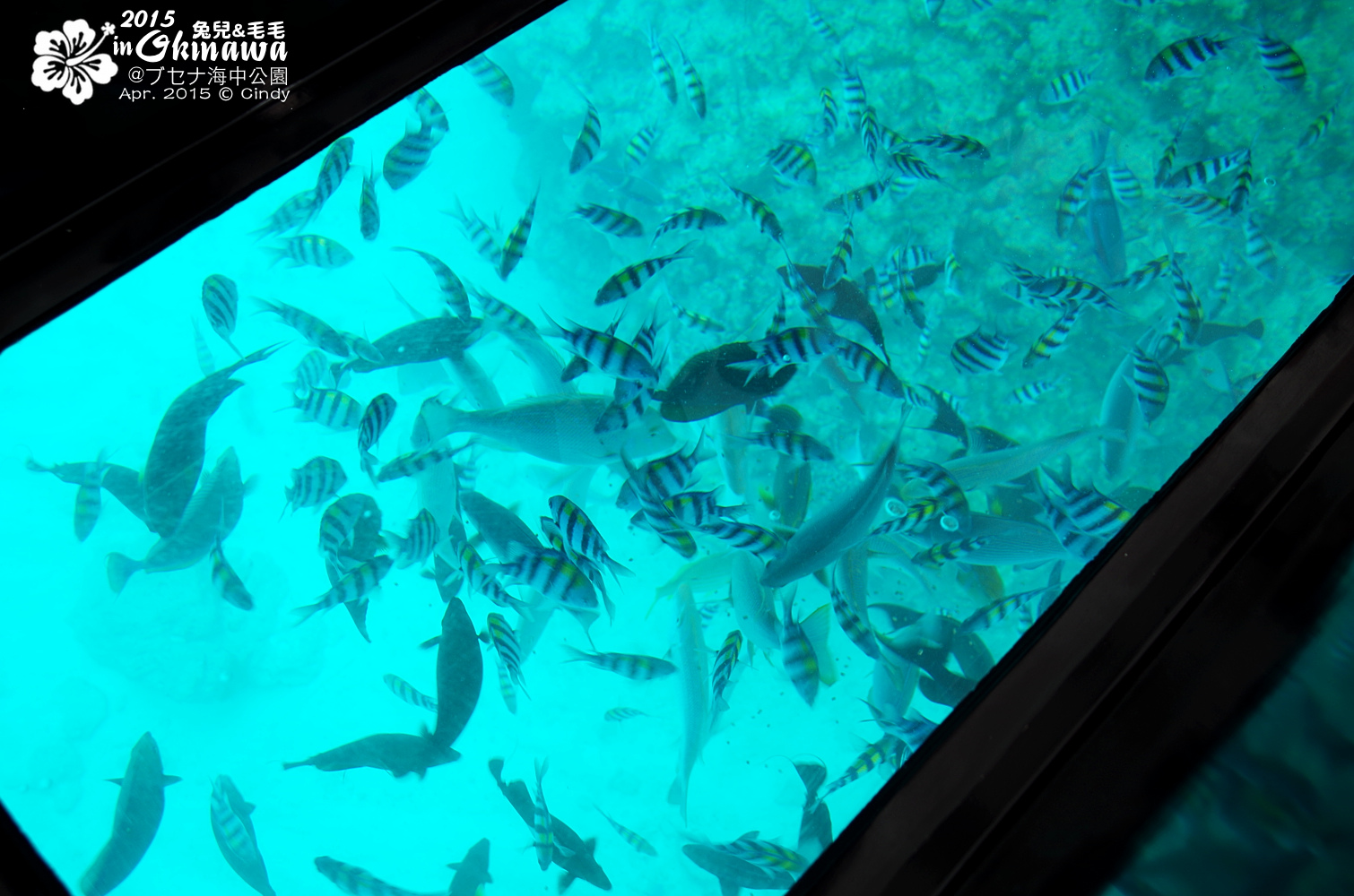 [2015。沖繩|親子|自駕] 搭乘玻璃船&走入海中展望塔看魚去＠部瀨名海中公園ブセナ海中公園 @兔兒毛毛姊妹花