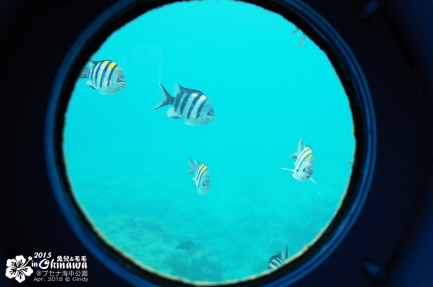 [2015。沖繩|親子|自駕] 搭乘玻璃船&走入海中展望塔看魚去＠部瀨名海中公園ブセナ海中公園 @兔兒毛毛姊妹花