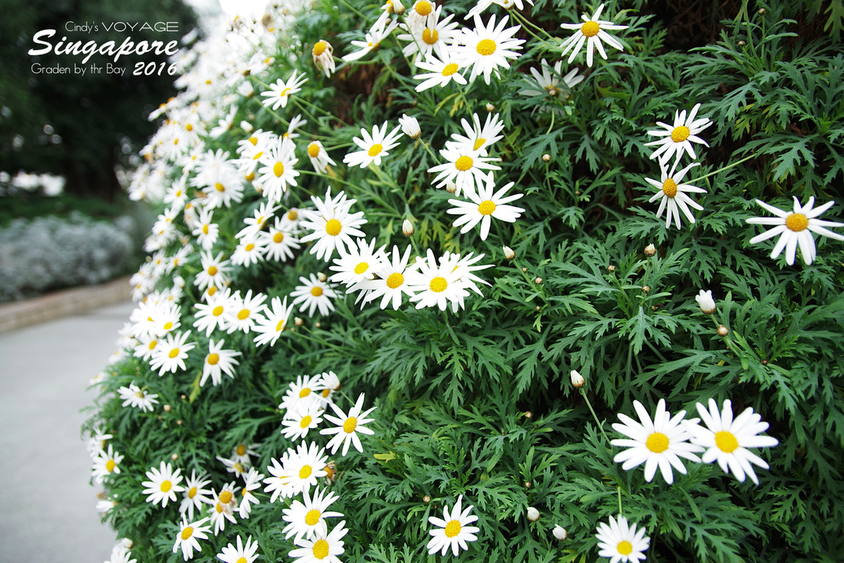 [2016。新加坡] 花穹 Flower Dome～不只賞花，更是濱海灣花園內遮陽避雨吹冷氣好去處～ (濱海灣花園交通資訊) @兔兒毛毛姊妹花
